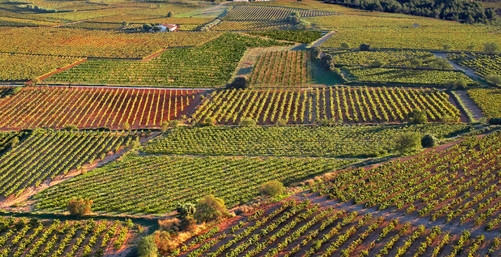 Els nostres caves gran reserva ja són ecològics 