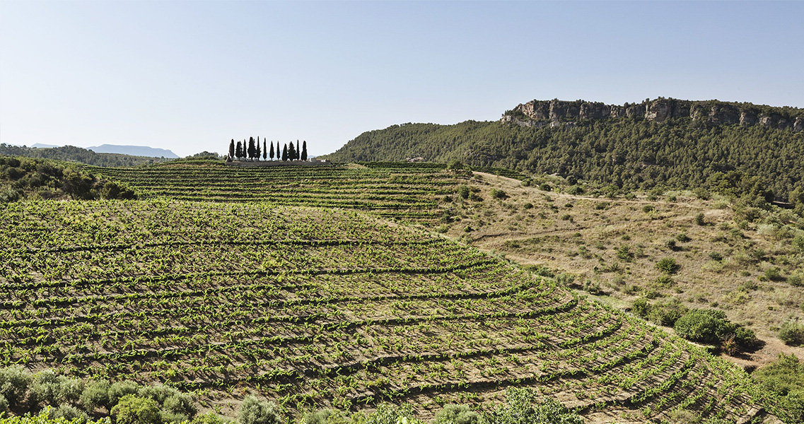 Pendientes de la finca Sant Martí, lugar donde nacen las uvas con las que elaboramos nuestro Clos Viló