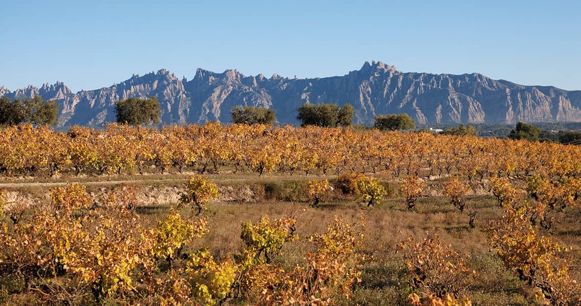 Paisaje de la plana del Penedès con Montserrat en el horizonte